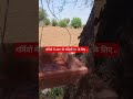 Village Life ❤️ #village #villagerlifestyle #villagelife #villagelife #farming #challenge