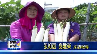 109 0612 屏東青農黃怡嘉姊妹 和通路商合作種罕見白茄子
