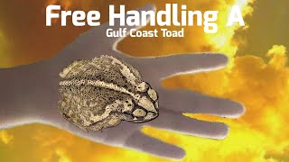 FREE HANDLING A GULF COAST TOAD (Incilius valliceps)