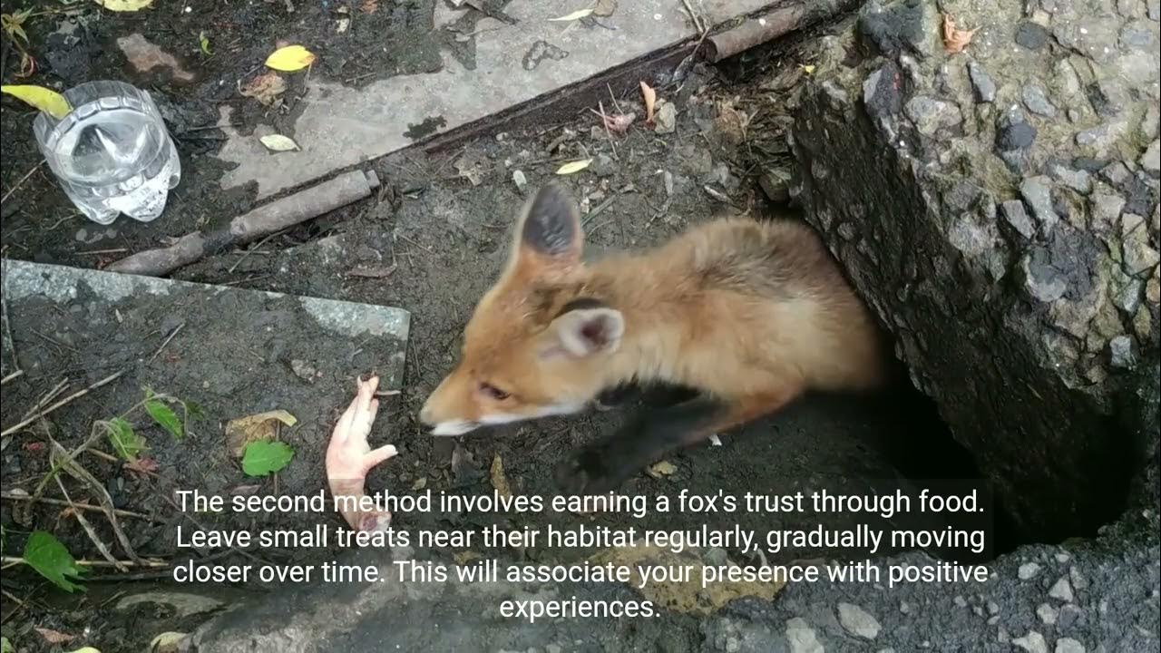 Can a fox trust you?