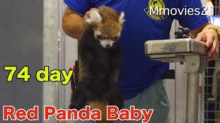 よちよち歩き・・赤ちゃんレッサーパンダ成長記録 74日齢体重測定