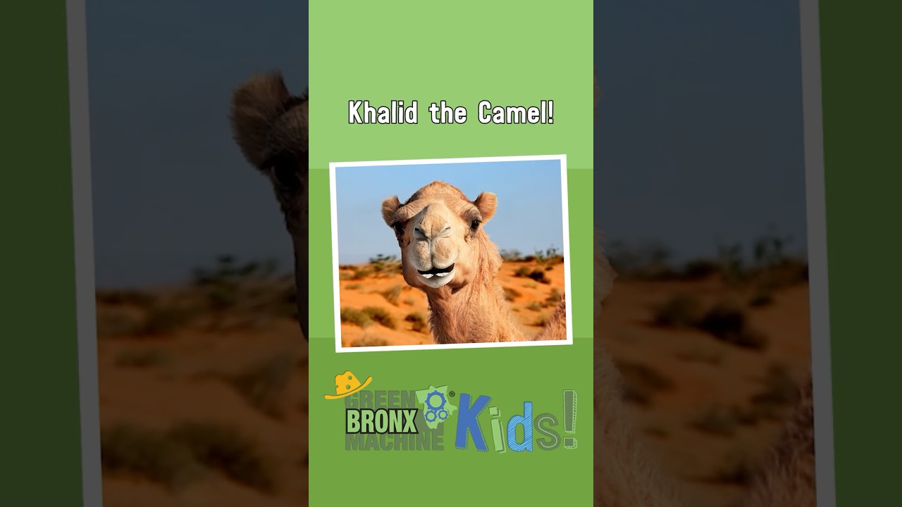Let's Learn Trading Cards - Khalid the Camel