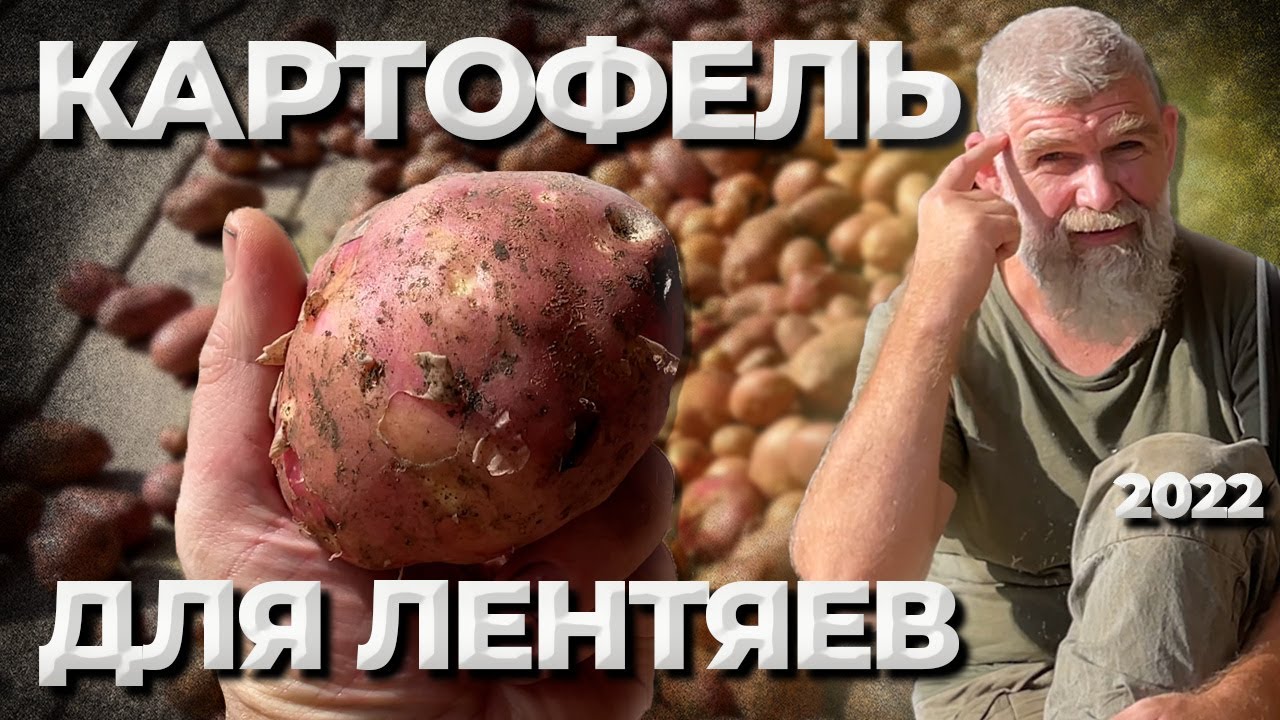 ленивая картошка