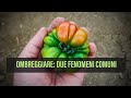 Ombreggiare il Pomodoro Vi mostro un effetto positivo e uno negativo...