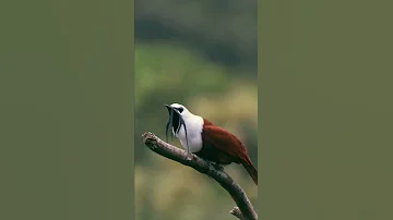 Nature Birds White Bellbird The Loudest Sound In The World 