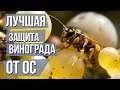 Как бороться с осами на винограде Сеточки для винограда от ос