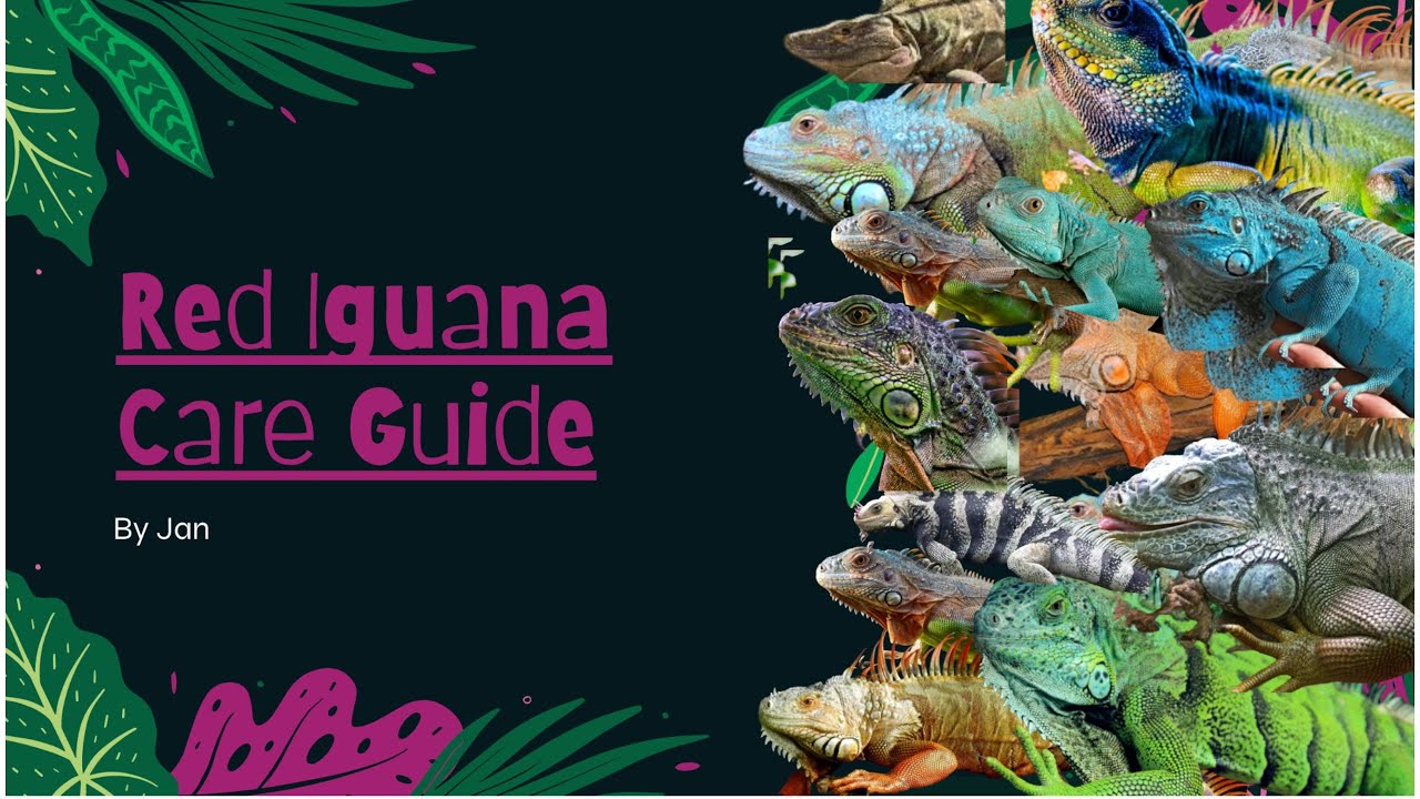 🦎Red Iguana Care Guide🦎 || Everything You Need || - YouTube
