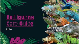 Details 🦎Red Iguana Care Guide🦎 || Everything You Need || Update