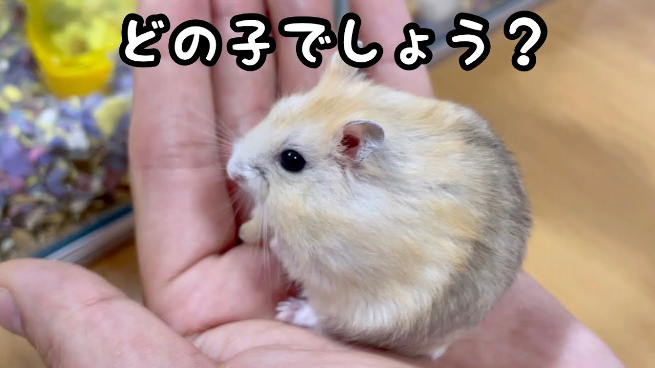 ハムスター 3390 ゴールデンハムスター：おもちゃ：百町森