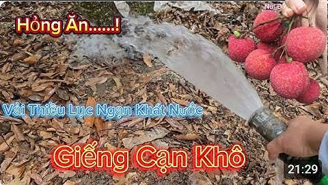 GIẾNG Sắp Cạn Tưới Vải Lục Ngạn Thế Nào l Núi Đồi Lục Ngạn