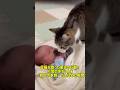 母猫が取った驚きの行動！人間の赤ちゃんを「自分の家族」だと認めた瞬間 #猫 #cat #猫のいる暮らし #猫のいる生活 #youtubeショート #元気になる動画 #ねこ #保護猫 #癒し