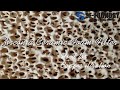 Large zirconia foam filter for copper filtration