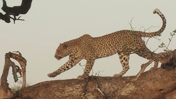 Mashatu Game Reserve - The Leopard and the Squirrel