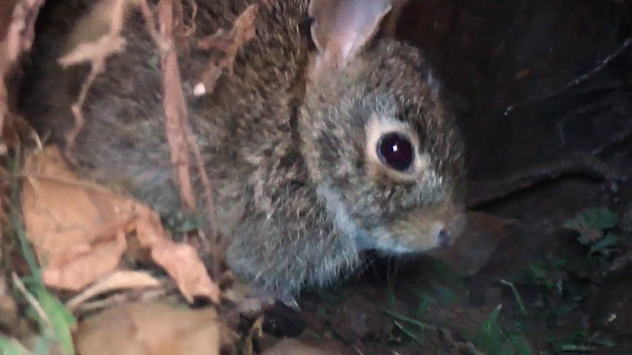 baby rabbit