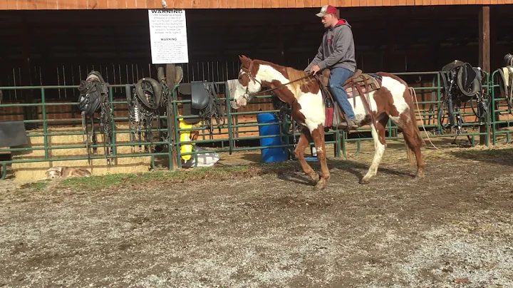Sold Paint QH gelding