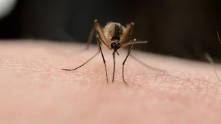 What happened to the Zika virus?