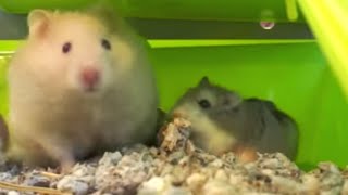HAMSTERS: How many hamsters should be in a cage?