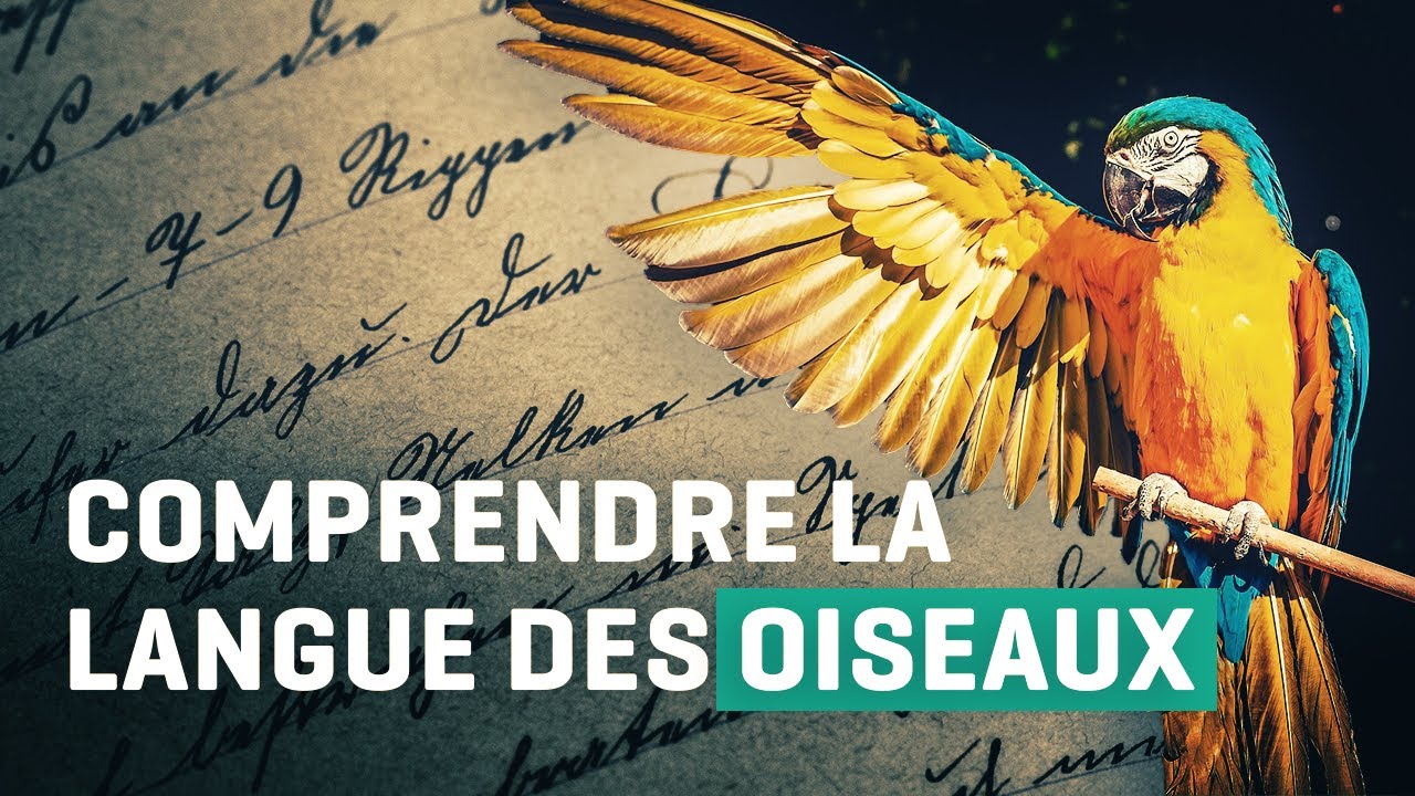 Comprendre la langue des oiseaux - YouTube