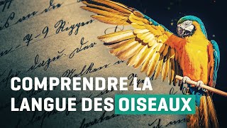 Comprendre la langue des oiseaux