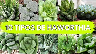 10 Tipos De Haworthia