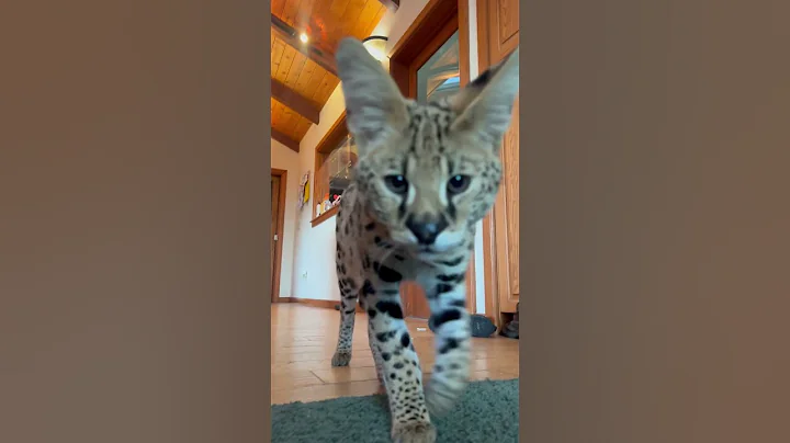 Watch the video about One tired big kitty #serval #cat #animalshorts #cute #boop