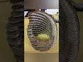 Top Satisfying Images | @CATOONINFINITES