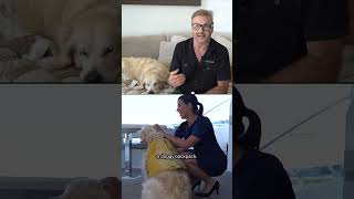 Meet the man behind the viral Jet‑Skiing Dog in Ft. Lauderdale