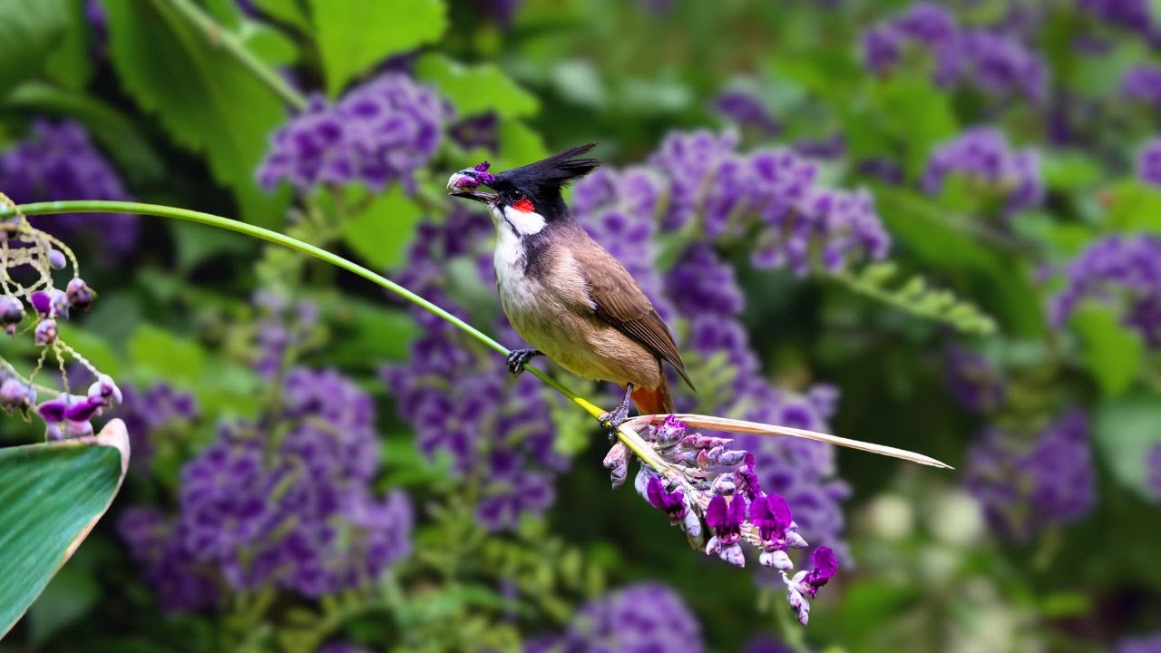 Nature Birds Sounds - Bird Sounds Relaxing , Soothing Sounds of Nature ...