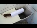 ネズミのための簡易トラップが見た目以上にエグすぎるｗｗｗｗそこまでやるのか・・・・