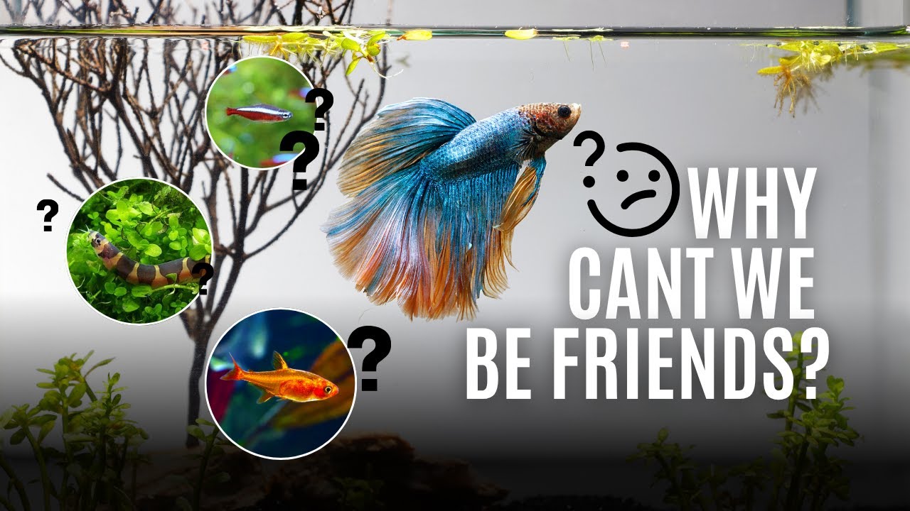 Best Tankmates for Betta Fish | Top 5 Peaceful Fish That Can Live With ...