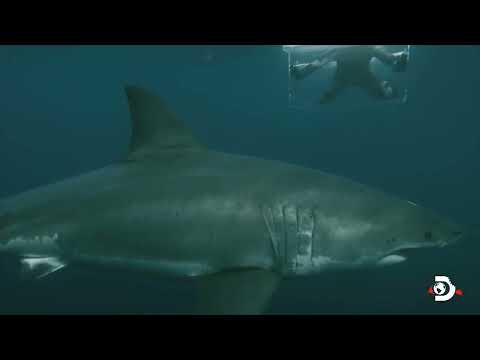 great white shark smashes through dive cage. SUBSCRIBE 4 MORE