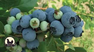 Kako Zakiseliti Zemlju Njivu Za Sadnju Borovnica?