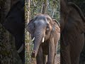 “🐘 Lost Baby Elephant 😢 | Emotional Jungle Story | Maa Aur Bacche Ka Pyar ❤️ (Must Watch!)” #shorts