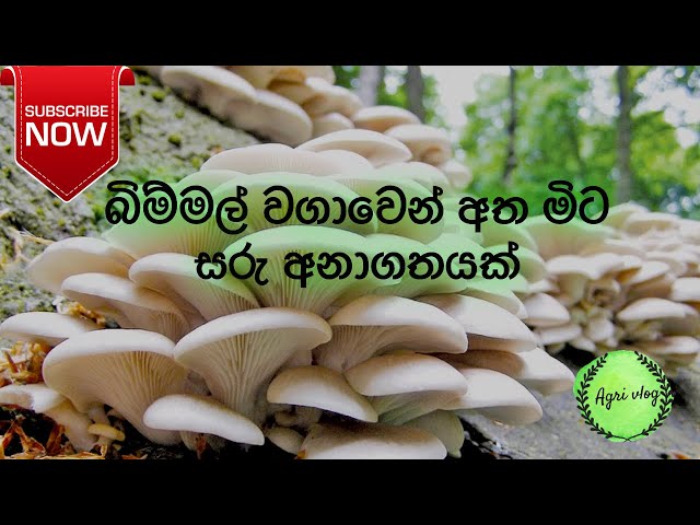 බිම්මල් වගාවෙන් අතමිට සරැ අනාගතයක්