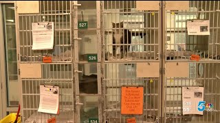 The Humane Society of the Pikes Peak Region sees rise in pet adoptions