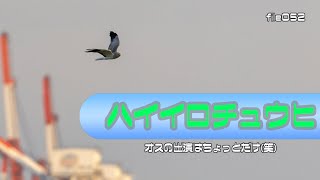 【野鳥観察 file052】ハイイロチュウヒ