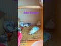 Baby Budgies #budgiebirdsound #budgieslovers #birdspecies #colourfulbirds #birdsounds #birds #love