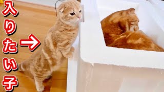 巨大ダンボールで遊ぶ猫たちが可愛過ぎた。【マンチカン】