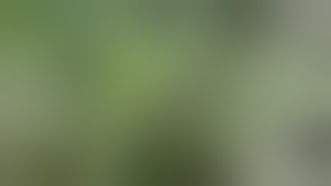 RI marijuana products destroyed after testing positive for pesticides