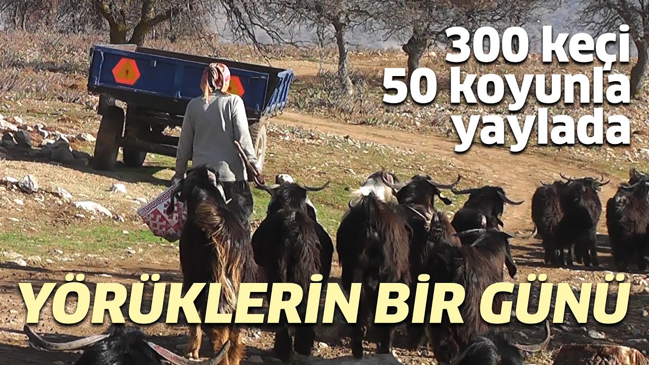 Yörüklerin Bir Günü / 300 Keçi 50 Koyunla Yaylada Hayvancılık