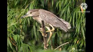 tiếng vạc đơn.Vạc gọi