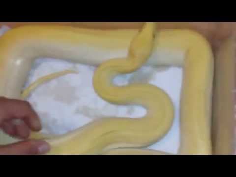 Pearl green burmese python, 12 months old female
