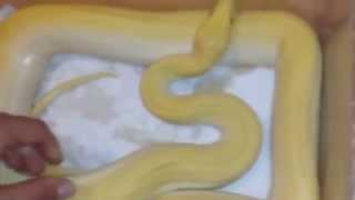Pearl green burmese python, 12 months old female