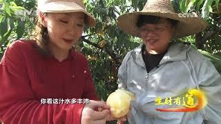 《生财有道》 20230718 亿年火山土 千年水蜜桃| 财经风云