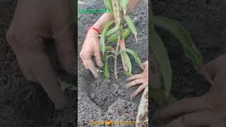 Mango 🥭 Plantations Part-1...Journey Begins for agro tourism