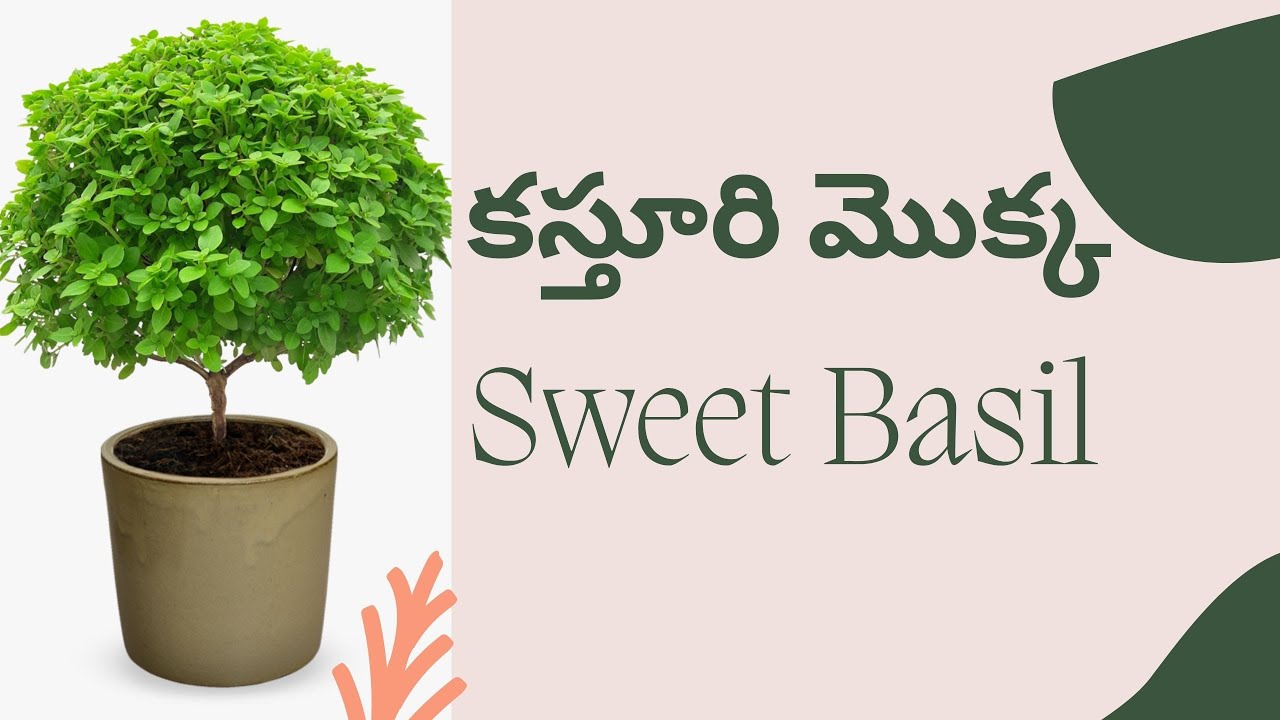 కస్తూరి మొక్క ఉపయోగాలు | Sweet Basil Health Benefits @BammavsBhama #HealthBenefits