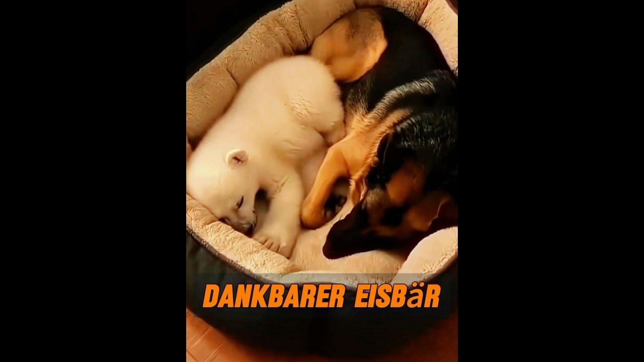 Der Mann erhielt ein Geschenk von einer Eisbärenmutter. 