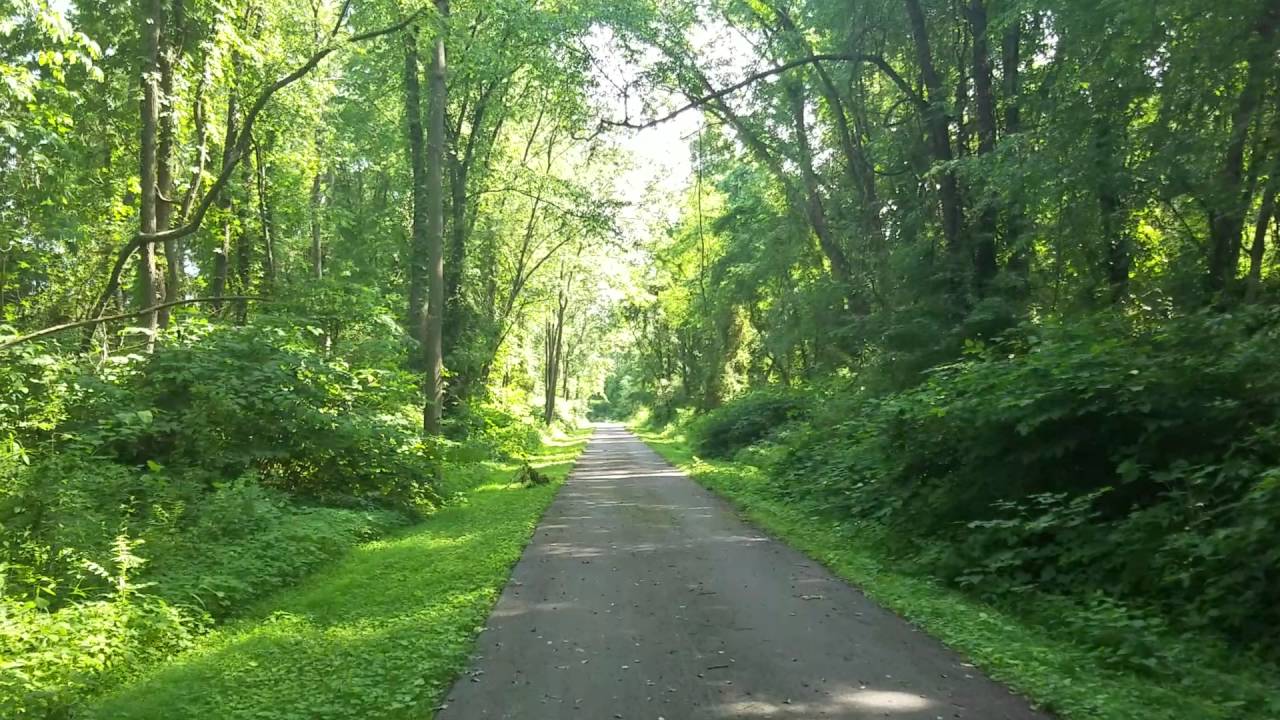 Cicadas on Brooke County WV bike trail 6/11/2016