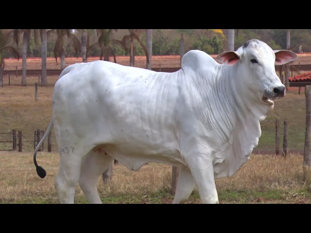 LOTE 35 EBOB 5457 | 42º MEGA LEILÃO ANUAL CARPA FÊMEAS