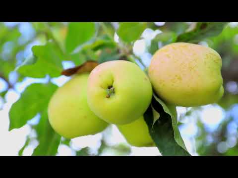 1420 Mountain Meadow Dr, Oceanside, CA home video tour